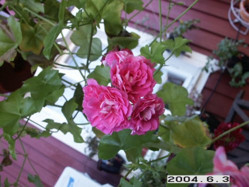 Sydel Holmes - H�ngpelargoner.