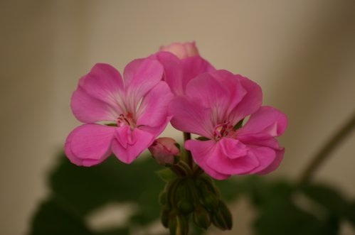 Tango Lavender - Zonalpelargoner.