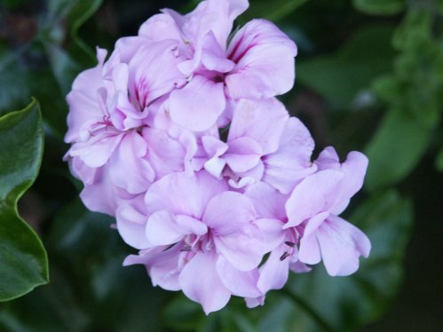 Teneriffa Magic - H�ngpelargoner.