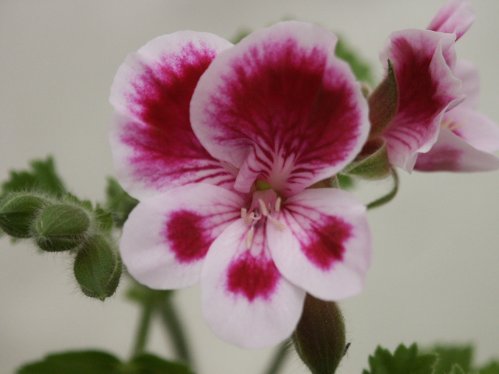 The Otter - �nglapelargoner.
