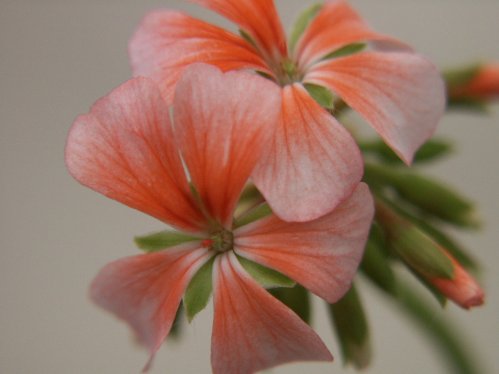 Tom Tit - Mini- och Dv�rgpelargoner.