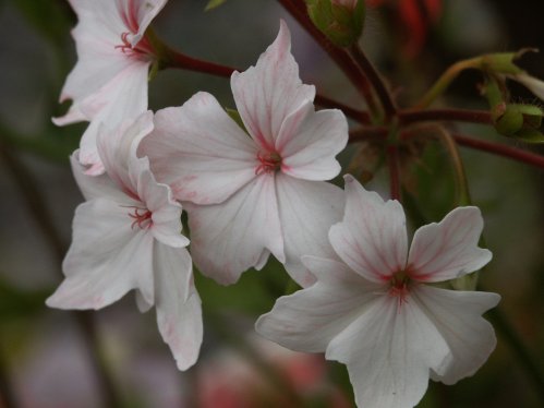 Tracery - Stj�rnpelargoner.
