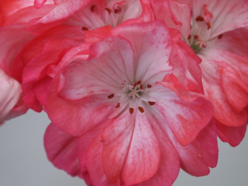 Triumphe de Nancy - Zonalpelargoner.