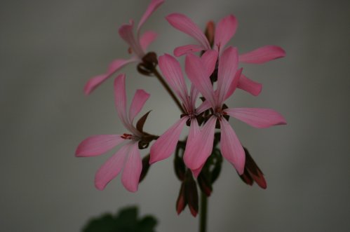 Trudie - Mini- och Dv�rgpelargoner.