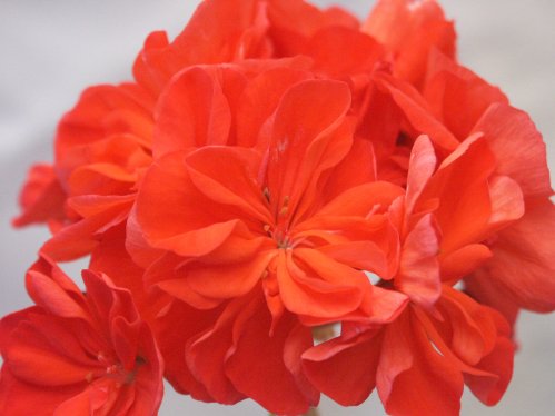 Turtles Surprise - Brokbladiga pelargoner .