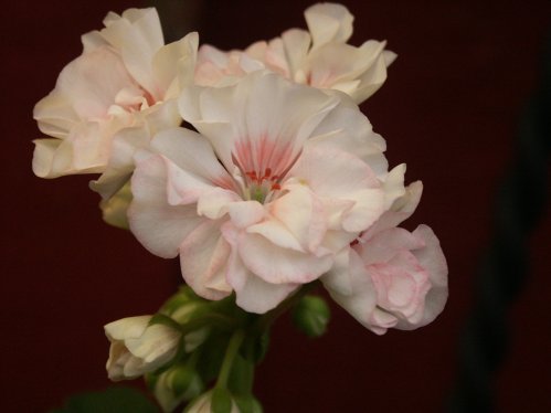Two Dees - Mini- och Dv�rgpelargoner.
