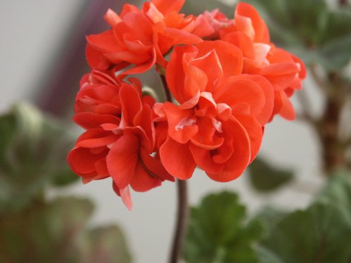 Upton - Mini- och Dv�rgpelargoner.