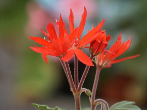 Urchin - Tulpan- och Fingerpelargoner .