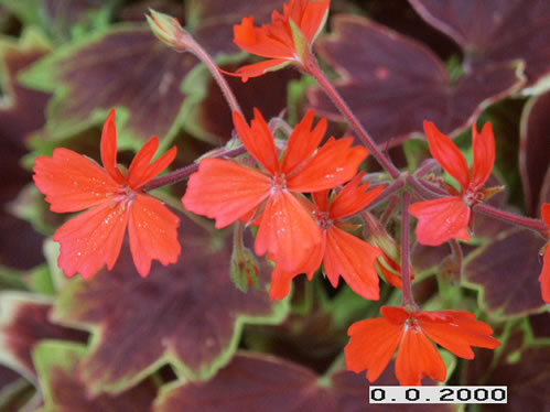 Vancouver Centennial - Stj�rnpelargoner.