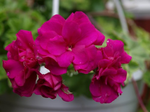 Variegated Giroflee - H�ngpelargoner.