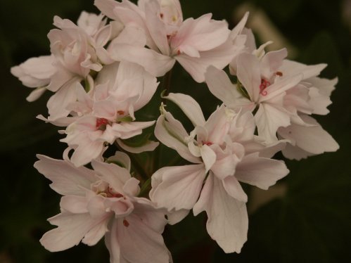 Vectis Finery - Stj�rnpelargoner.