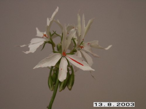 Vectis Glitter - Stj�rnpelargoner.