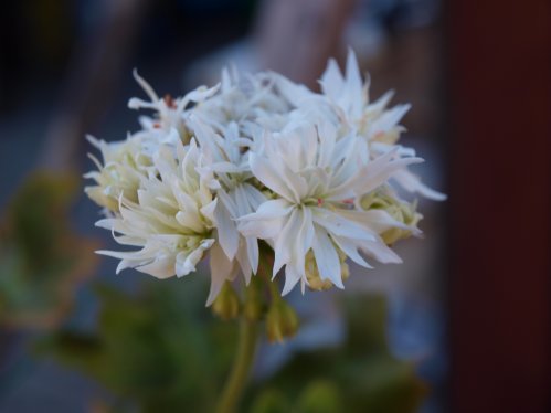 Vectis Snow - Stj�rnpelargoner.