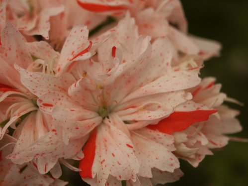 Vectis Storm - Stj�rnpelargoner.