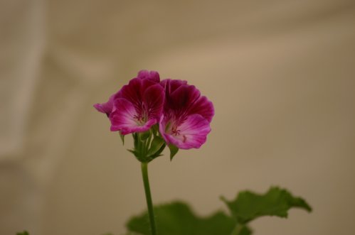 Velvet Duette - �nglapelargoner.