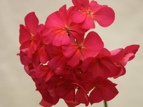 Vera Dillon - Zonalpelargoner.