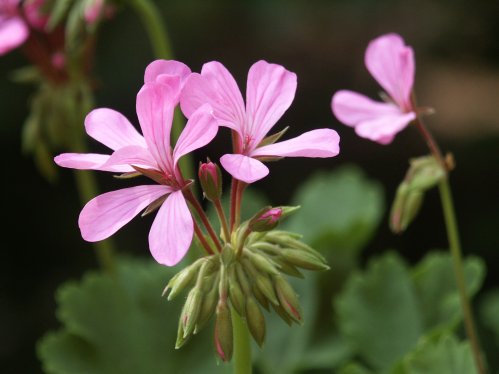Vera - Zonalpelargoner.