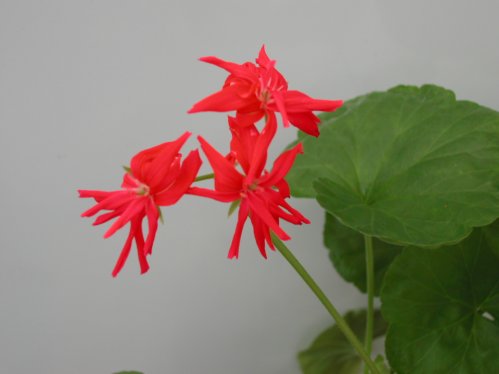 Vernon - Kaktus- och Nejlikepelargoner .