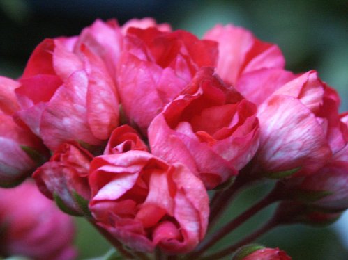 Victoria Andre - Tulpan- och Fingerpelargoner .
