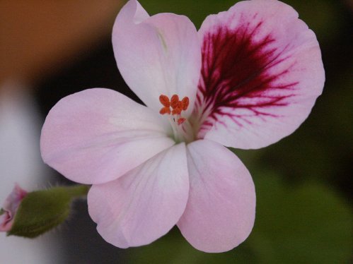 Vincent Gerris - �nglapelargoner.