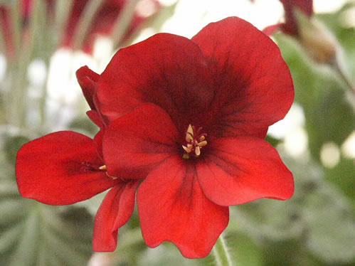 VooDoo - Unikpelargoner.