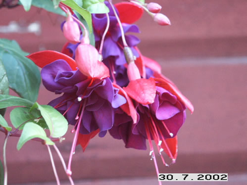 Voo Doo - Halvh�ngande Fuchsia.