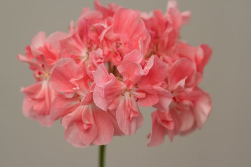 Warrenorth coral - Brokbladiga pelargoner .
