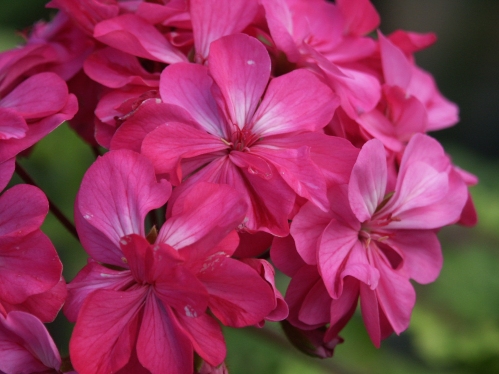 Warrion - Brokbladiga pelargoner .