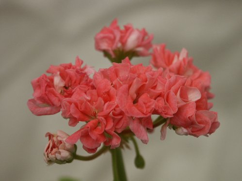 Wedding Royale - Gyllenbladiga pelargoner.