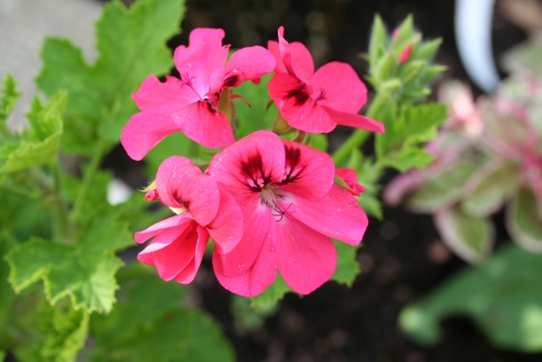 Welling - Doftpelargoner.