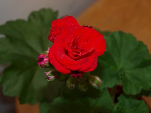 Wendy Jane - Mini- och Dv�rgpelargoner.