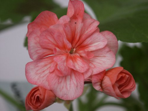 Wendy Read - Mini- och Dv�rgpelargoner.
