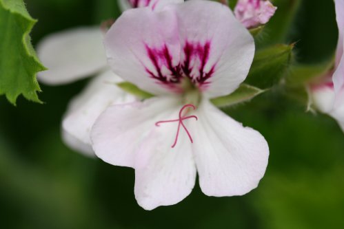 Whit Unique - Unikpelargoner.