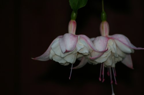 White Galore - H�ngande Fuchsia.