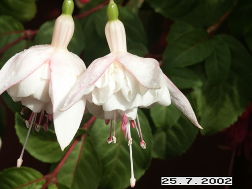 White King - Halvh�ngande Fuchsia.