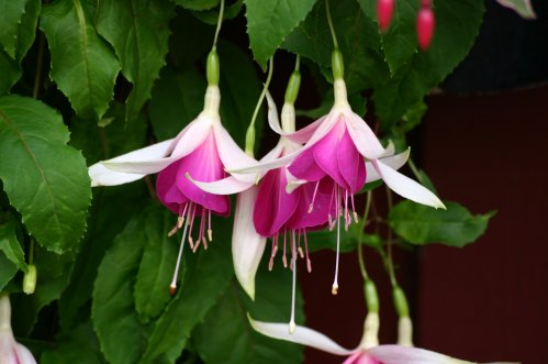 Windharper - H�ngande Fuchsia.