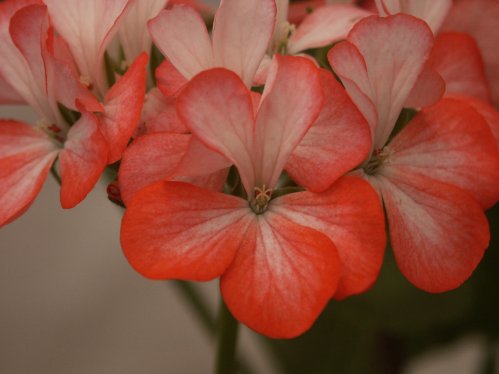 Winford Festival - Zonalpelargoner.