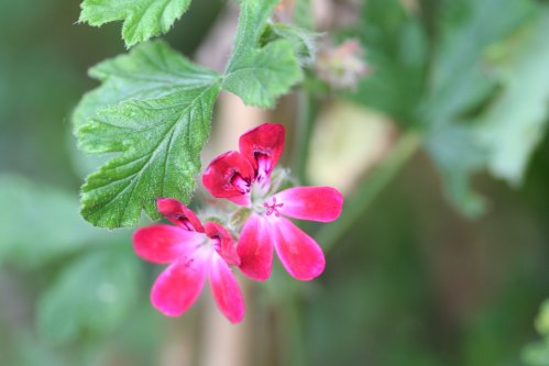 Wottens Unique - Unikpelargoner.