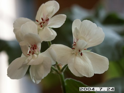 Yellow River - Zonalpelargoner.