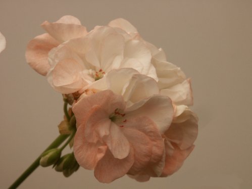 Joy - Zonalpelargoner.