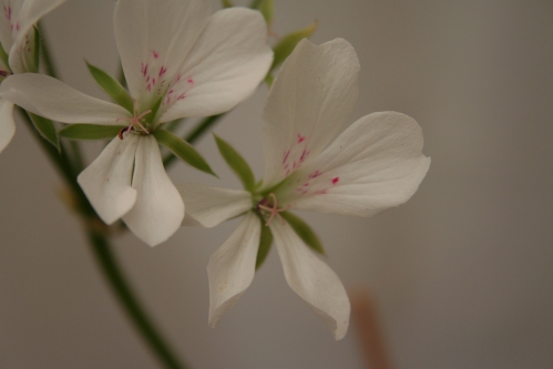 P. articulatum - Vilda Pelargoner .