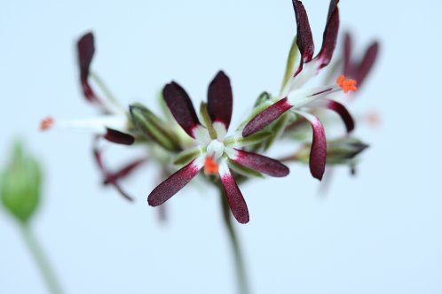 P. sp - Hybrider.
