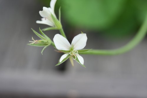 P. worcesterae - Vilda Pelargoner .